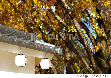 桜の馬場　城彩苑横の銀杏並木　黄色く黄葉した景観 123500413