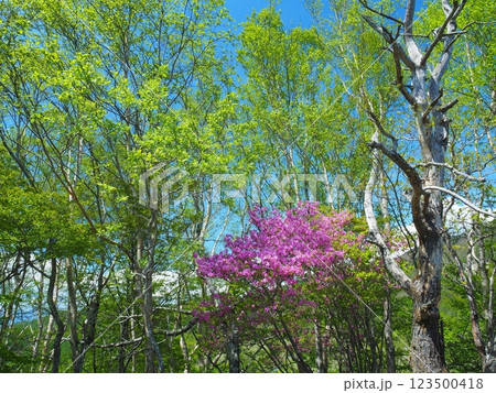 大菩薩連嶺・大蔵高丸の新緑の森とミツバツツジ 123500418