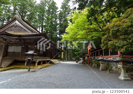 高野山 新緑に覆われた御社と山王院 高野山 新緑に覆われた御社と山王院 123500541