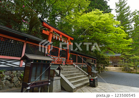 高野山 新緑に覆われた御社の鳥居 高野山 新緑に覆われた御社の鳥居 123500545