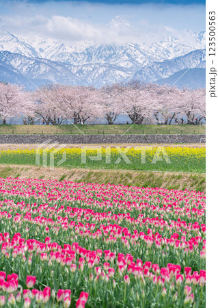 春の四重奏 春の四重奏 123500563