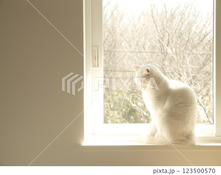 窓際の白猫 窓際の白猫 123500570