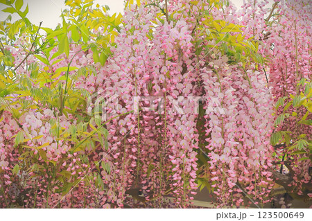 爽やかな新緑と薄紅色の藤の花 爽やかな新緑と薄紅色の藤の花 123500649