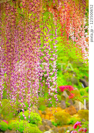 満開の薄紫の藤の花と新緑の牡丹園 満開の薄紫の藤の花と新緑の牡丹園 123500652