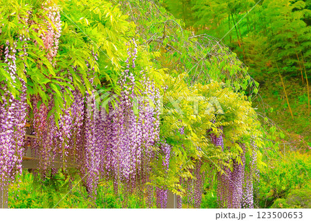 爽やかな新緑と満開の藤の花 爽やかな新緑と満開の藤の花 123500653