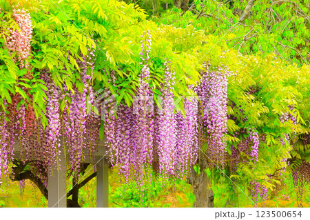 爽やかな新緑と満開の藤の花 爽やかな新緑と満開の藤の花 123500654