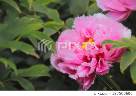 鮮やかな赤紫の牡丹の花 123500696