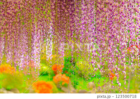 爽やかな新緑と満開の藤の花 爽やかな新緑と満開の藤の花 123500718