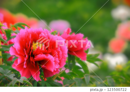 美しい大輪の牡丹の花 美しい大輪の牡丹の花 123500722