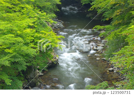 多摩川源流・夏の丹波川の渓流 123500731