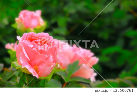 爽やかな新緑と美しいピンクの牡丹の花 爽やかな新緑と美しいピンクの牡丹の花 123500761