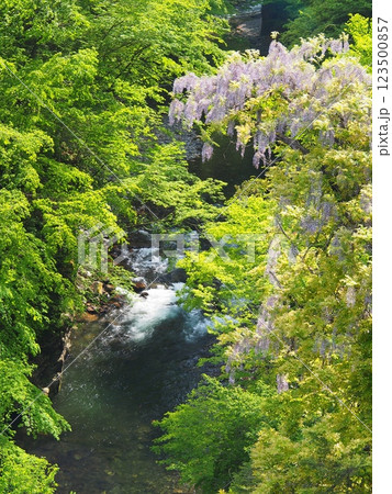 多摩川源流・藤の花咲く初夏の丹波川の渓流 多摩川源流・藤の花咲く初夏の丹波川の渓流 123500857