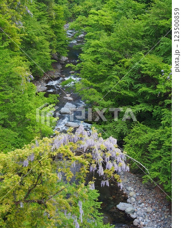 多摩川源流・藤の花咲く初夏の丹波川の渓流 123500859