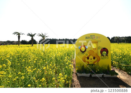 渥美半島 菜の花まつり 123500886
