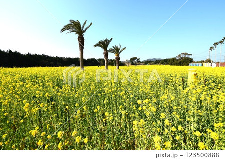 渥美半島 菜の花まつり 123500888