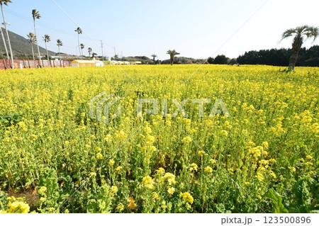 渥美半島 菜の花まつり 123500896