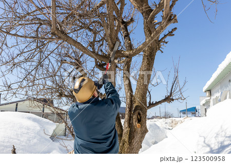 梅の木の枝打ち 123500958