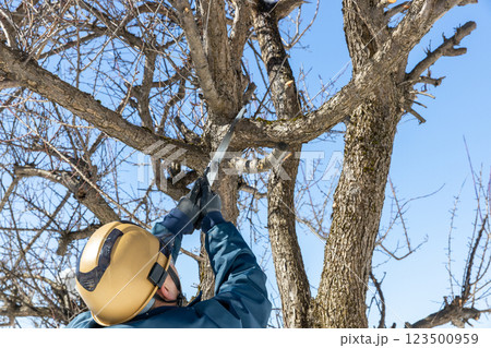 梅の木の枝打ち 123500959
