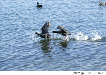 オオバン 123501024