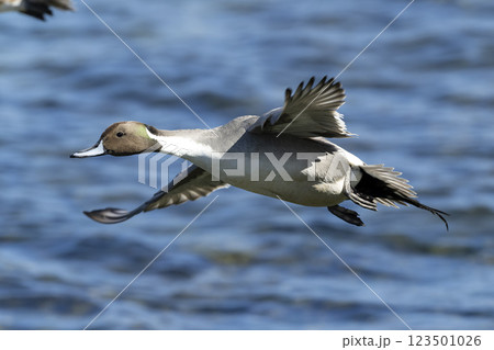 オナガガモ 123501026