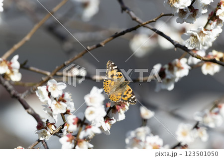 ヒメアカタテハ 123501050