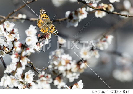 ヒメアカタテハ 123501051