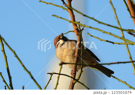 スズメ 123501074