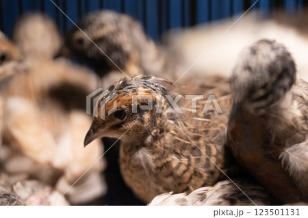 A group of Coturnix lived on a breeding farm, waited for the right time to sell. A group of Coturnix lived on a breeding farm, waited for the right time to sell. 123501131