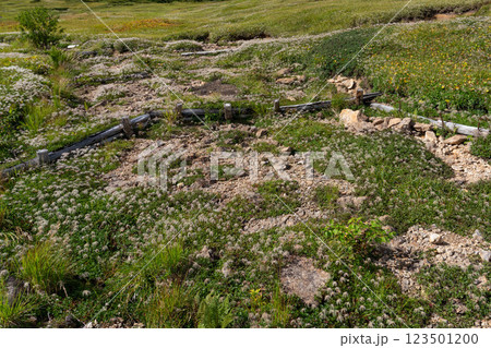 綿毛のチングルマ 綿毛のチングルマ 123501200