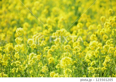 黄色一色 菜の花畑 黄色一色 菜の花畑 123501205