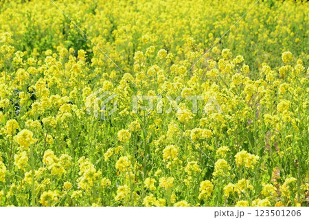 黄色一色 菜の花畑 黄色一色 菜の花畑 123501206