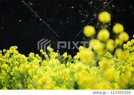 黄色一色 菜の花畑 123501209