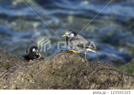 ムクドリ 123501325