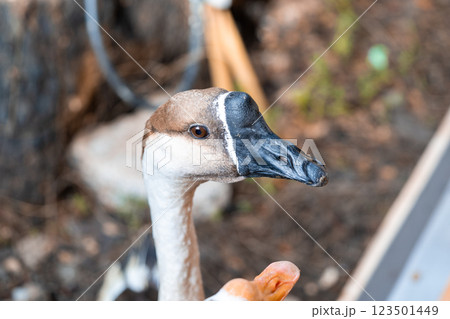 The goose with a Goose with white on the ground in farm garden 123501449