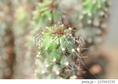 cactus , ERIOCEREUS Harrisia jusbertii or cactus or Fairytale castle or Cereus peruvianus or mammillaria cactus , ERIOCEREUS Harrisia jusbertii or cactus or Fairytale castle or Cereus peruvianus or mammillaria 123501535