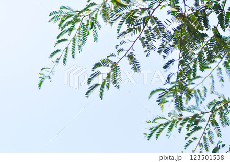 Tamarindus indica L, Indian date or Tamarind or FABACEAE or Tamarind tree and Tamarind seed 123501538