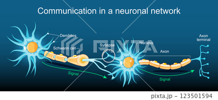 Transmission of the nerve signal between two neurons with axon and synapse. 123501594