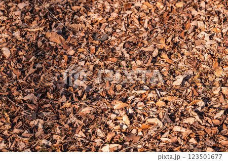 一面の落ち葉 一面の落ち葉 123501677
