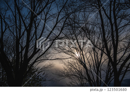 暗い森の中からのぼんやり輝く太陽 123501680