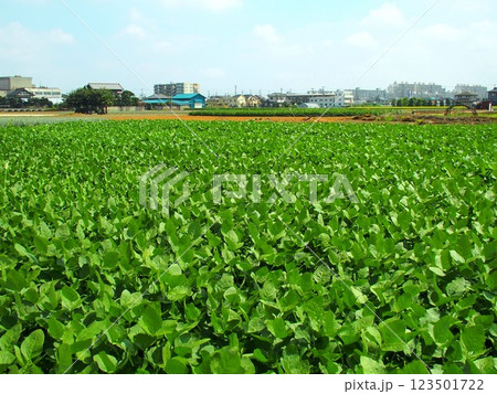 夏の近郊の枝豆畑風景 123501722