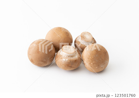 白背景にブラウンマッシュルーム 123501760