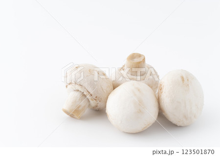 白背景にホワイトマッシュルーム 123501870