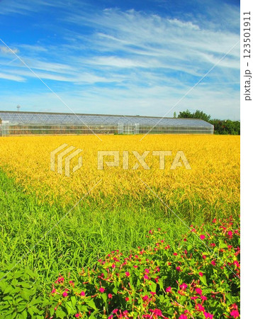 畦に咲くオシロイバナと実りの夏の田んぼ風景 畦に咲くオシロイバナと実りの夏の田んぼ風景 123501911