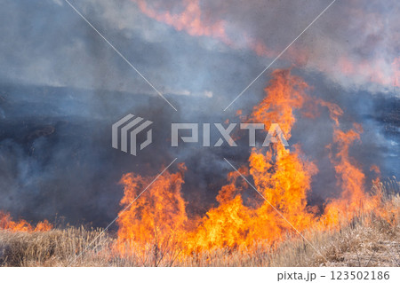 春の風物詩に映える観光・行楽スポット 阿蘇の野焼きクローズアップ風景(俵山) 春の風物詩に映える観光・行楽スポット 阿蘇の野焼きクローズアップ風景(俵山) 123502186