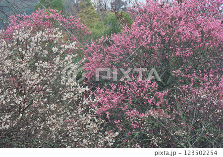 早春の白梅と紅梅のある風景(出雲市) 早春の白梅と紅梅のある風景(出雲市) 123502254