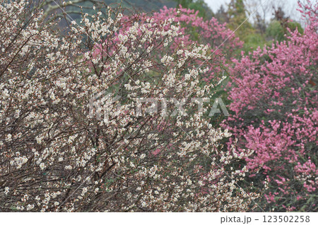 早春の白梅と紅梅のある風景(出雲市) 早春の白梅と紅梅のある風景(出雲市) 123502258