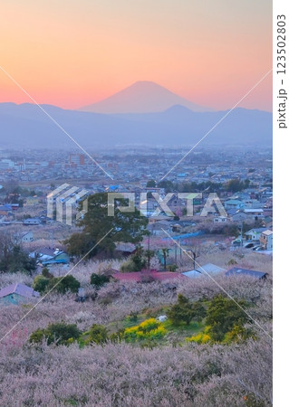 小田原市 曽我梅林 見晴台からの梅林と富士山 小田原市 曽我梅林 見晴台からの梅林と富士山 123502803