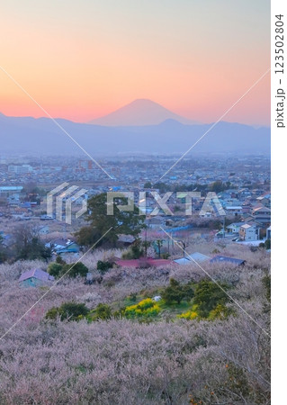 小田原市　曽我梅林　見晴台からの梅林と富士山 123502804