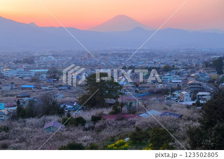 小田原市　曽我梅林　見晴台からの梅林と富士山 123502805