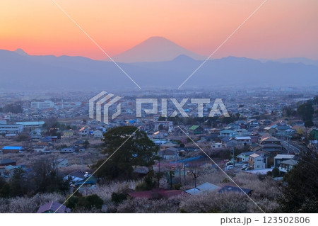 小田原市　曽我梅林　見晴台からの梅林と富士山 123502806